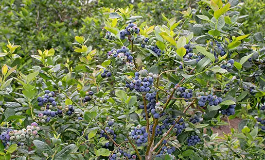 Improving Berry and Grape Quality with Yeast Peptides